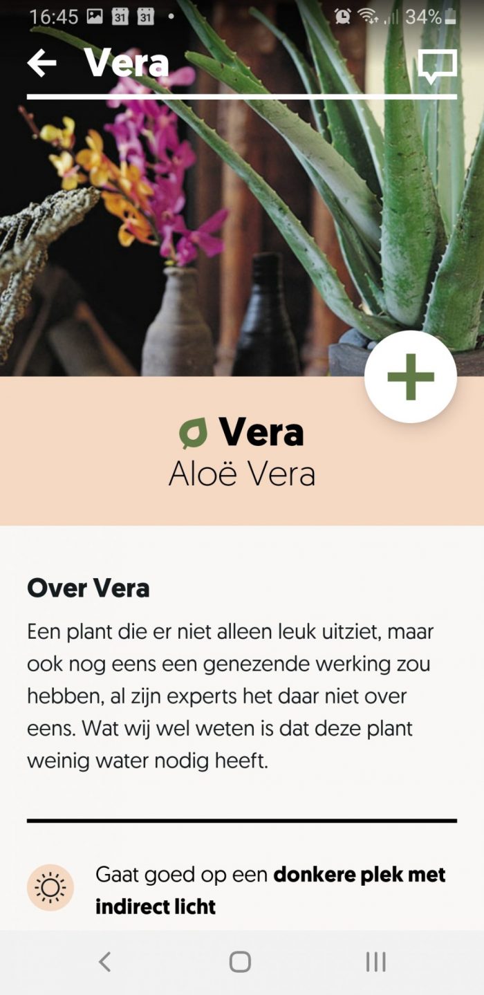 Beschrijving Aloe Vera plant