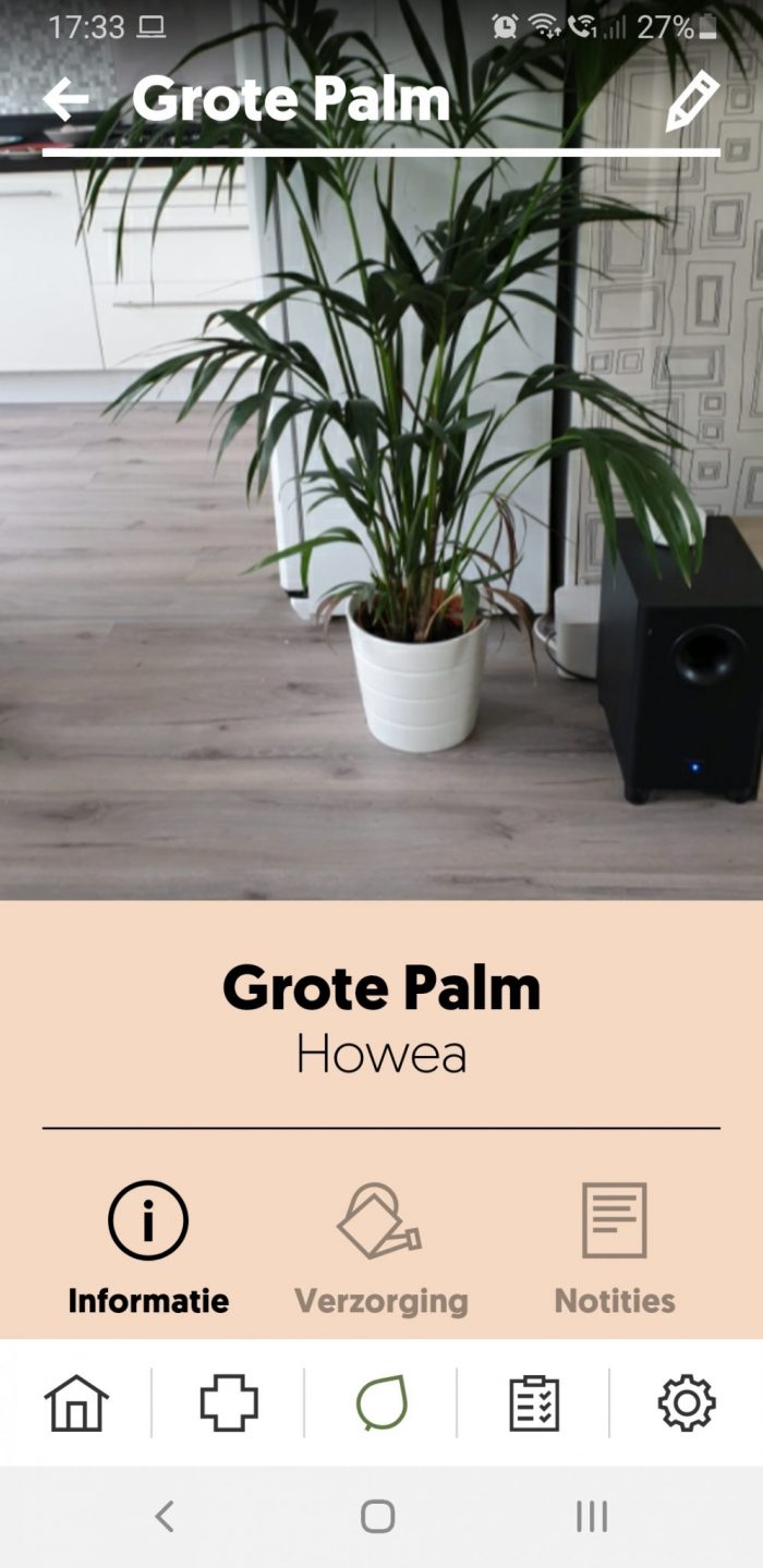 Mijn Howea palm